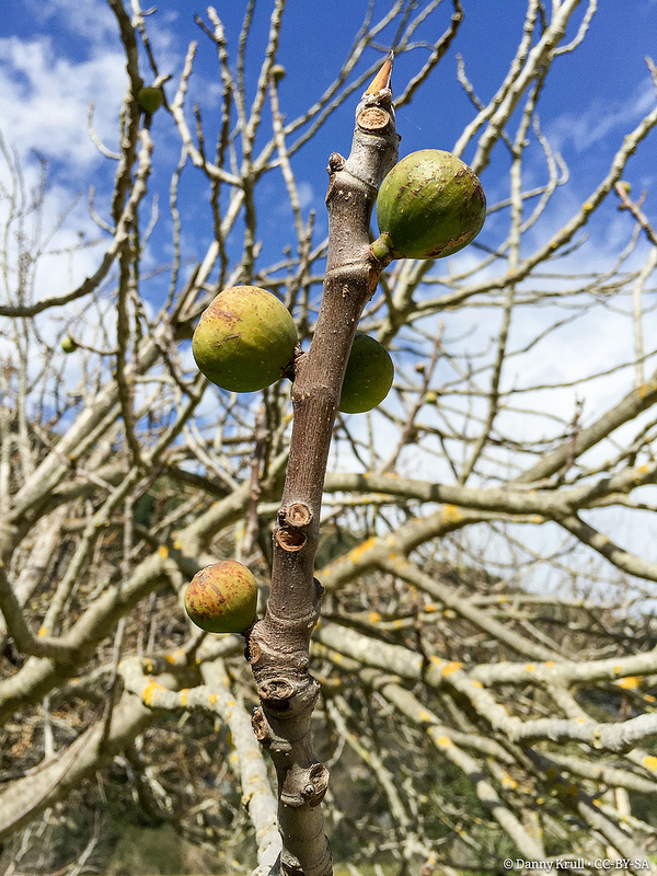 パンターリカのネクロポリスの画像3