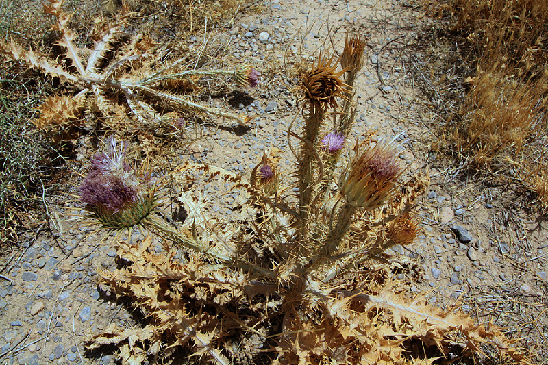 パサルガダエの画像19