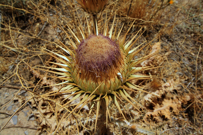 パサルガダエの画像21