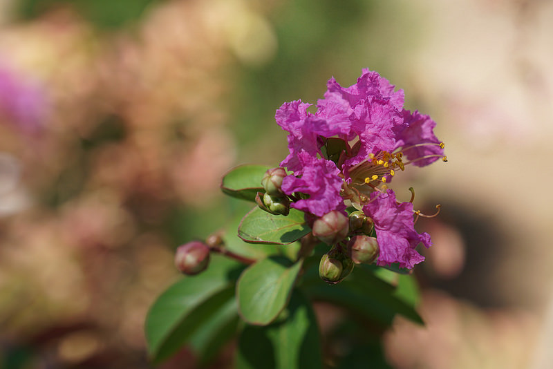 ドーラト・アーバード庭園の画像3