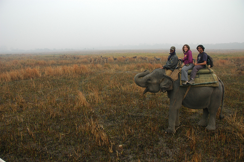 カジランガ国立公園の画像5