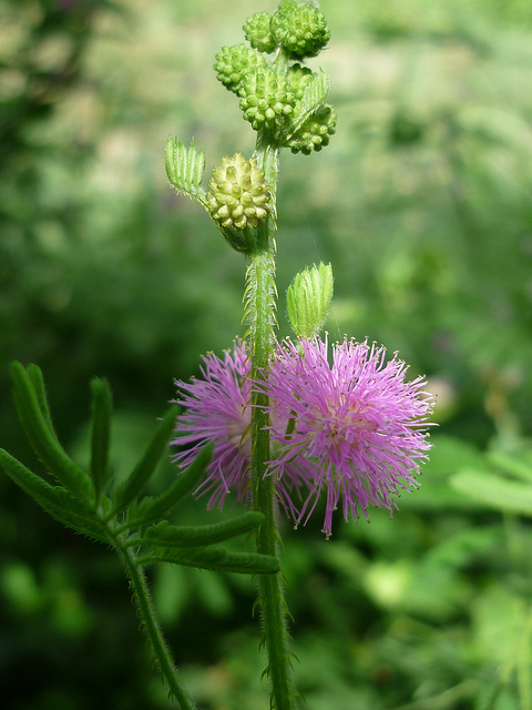 カジランガ国立公園の画像6