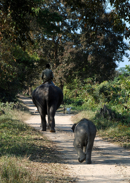 カジランガ国立公園の画像8