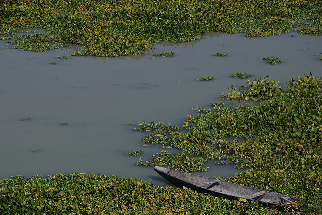 カジランガ国立公園の画像9