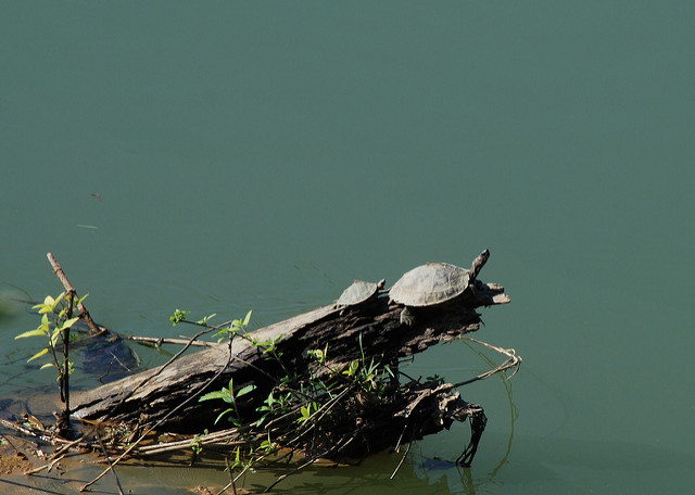 カジランガ国立公園の画像10