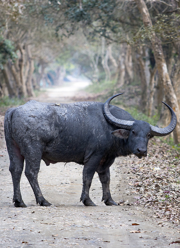 カジランガ国立公園の画像12