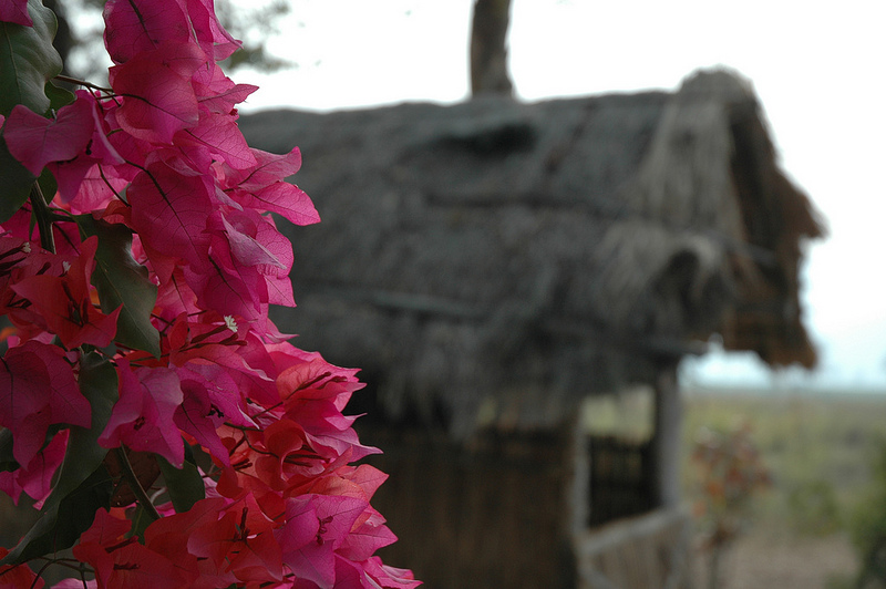 カジランガ国立公園の画像13