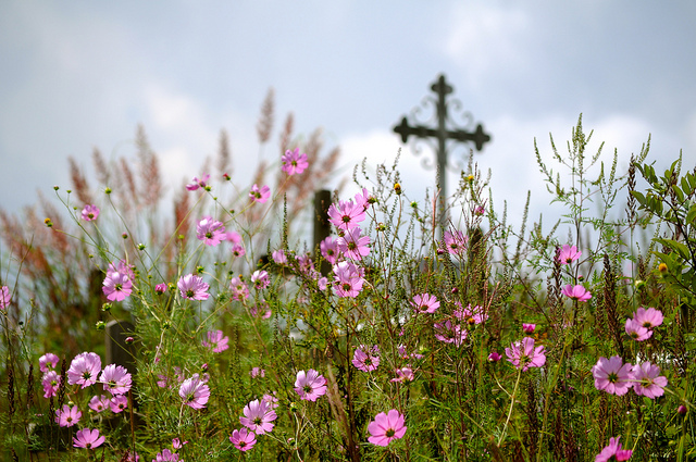 カジランガ国立公園の画像14