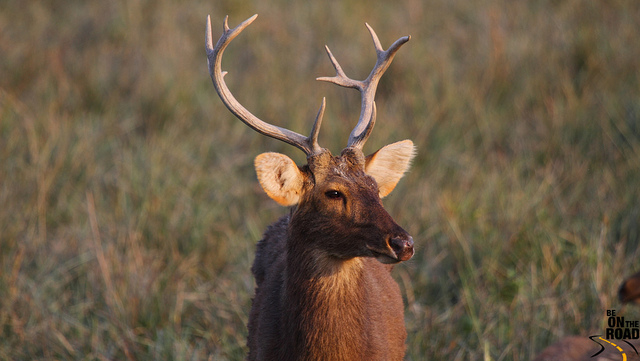 カジランガ国立公園の画像15