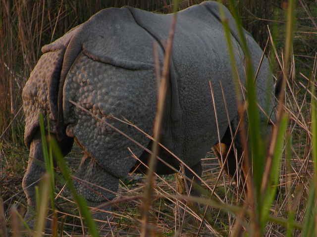 カジランガ国立公園の画像17