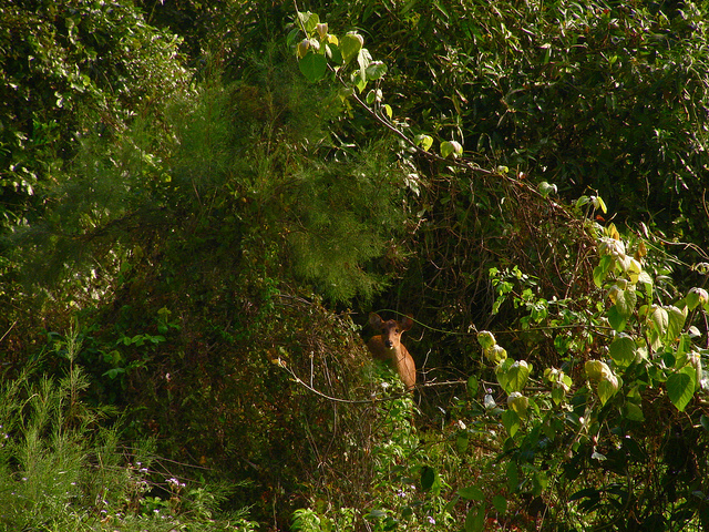 カジランガ国立公園の画像18