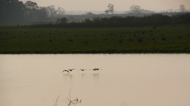 カジランガ国立公園の画像20