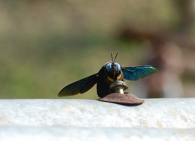 カジランガ国立公園の画像21