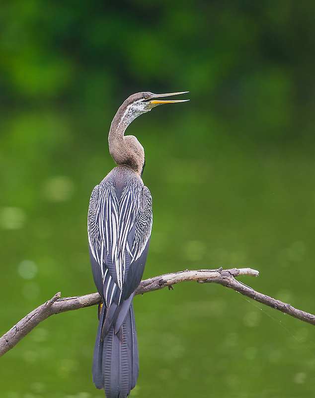 ケオラデオ国立公園の画像2