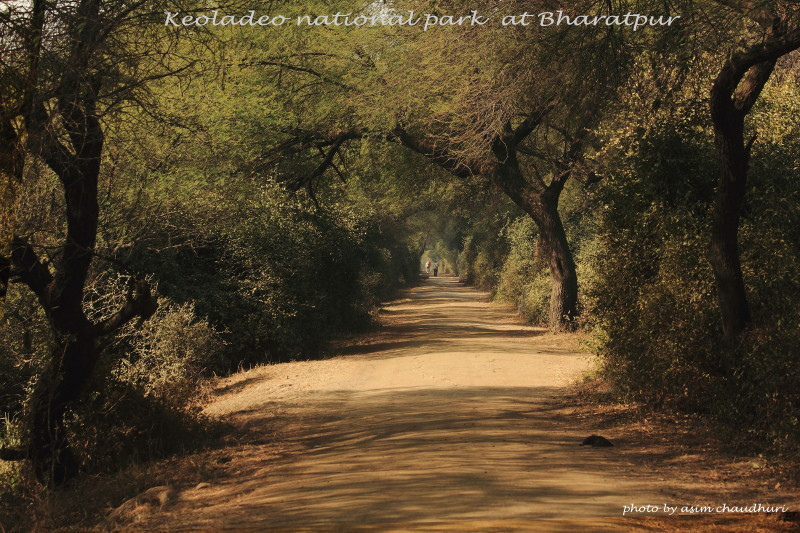 ケオラデオ国立公園の画像3