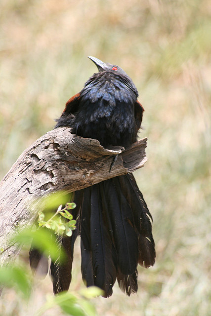 ケオラデオ国立公園の画像7