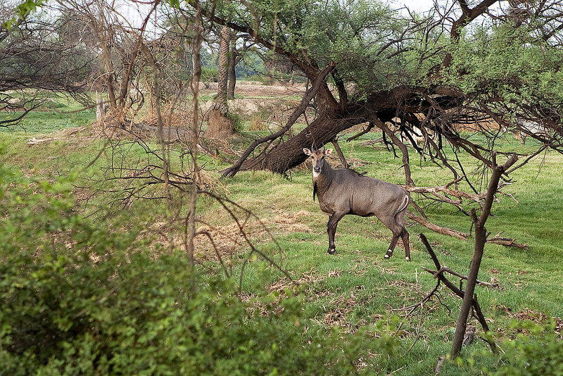 ケオラデオ国立公園の画像8