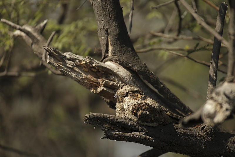 ケオラデオ国立公園の画像9