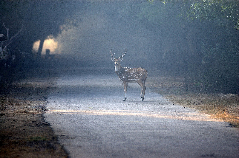 ケオラデオ国立公園の画像11