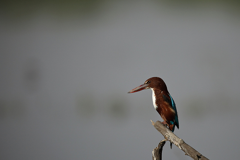 ケオラデオ国立公園の画像15