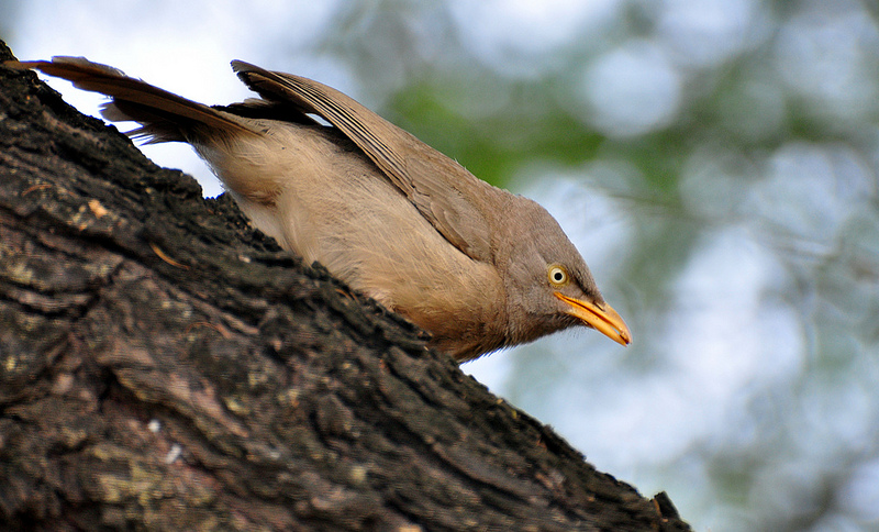 ケオラデオ国立公園の画像19