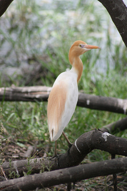 ケオラデオ国立公園の画像23