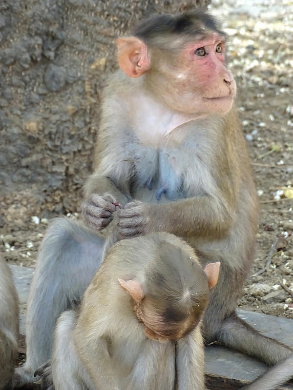 エレファンタ石窟群の画像25