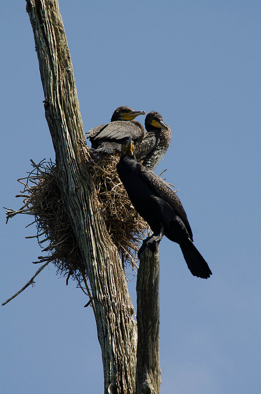 Periyar Tiger Reserveの画像3