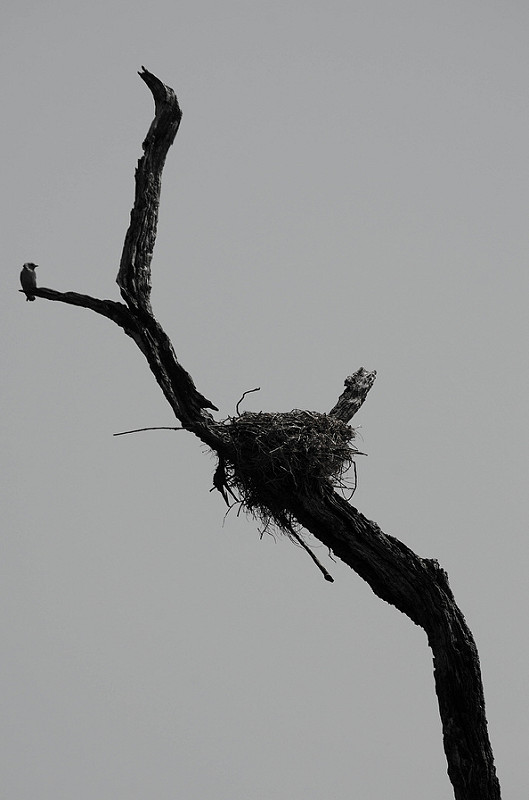 Periyar Tiger Reserveの画像5
