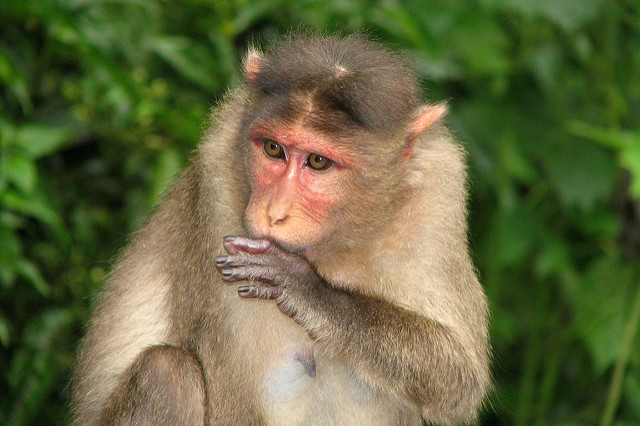 Kudremukh National Parkの画像9