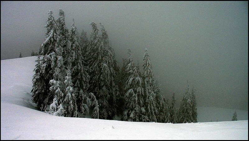 カルパチア山地と他ヨーロッパのブナ原生林の画像12