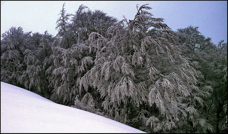 カルパチア山地と他ヨーロッパのブナ原生林の画像13