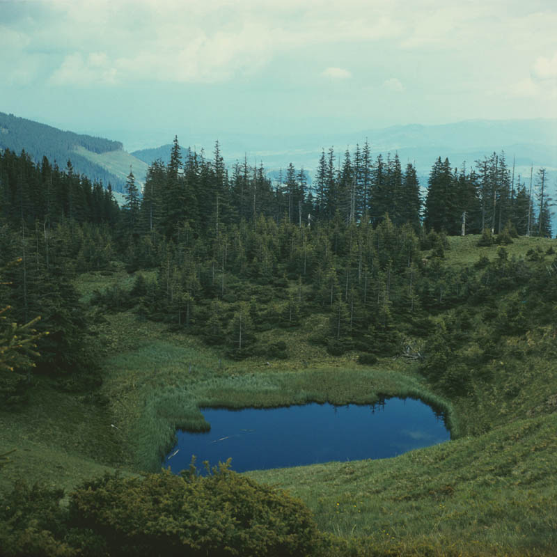 カルパチア山地と他ヨーロッパのブナ原生林の画像19