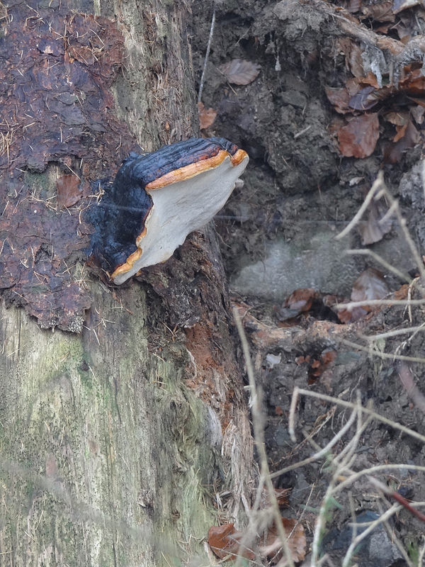 Kellerwaldの画像9