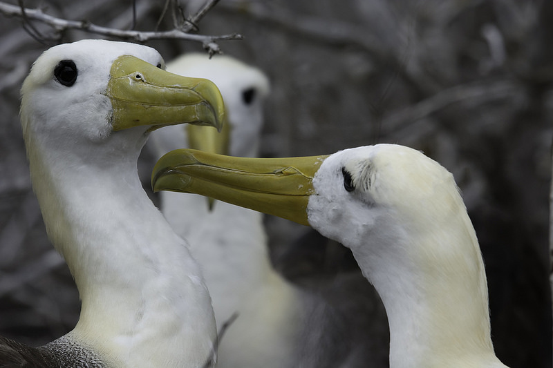 ガラパゴス諸島の画像22