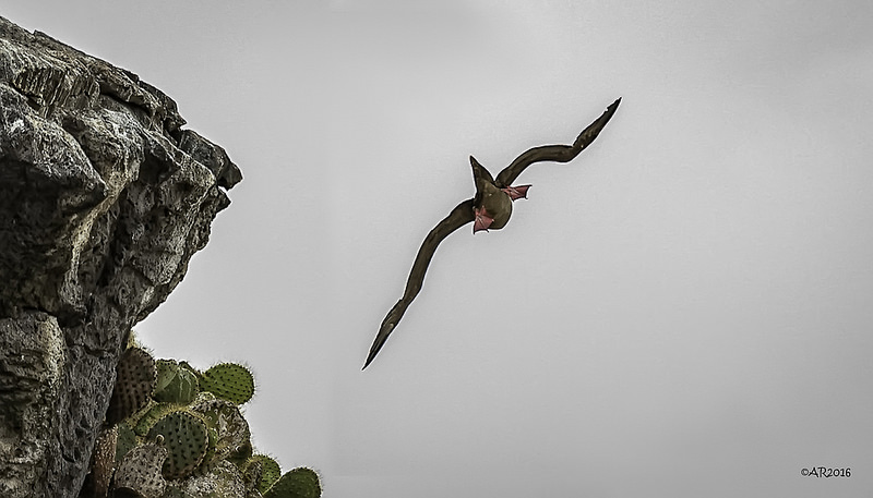 ガラパゴス諸島の画像23