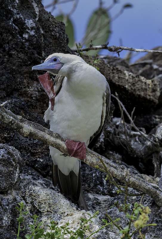ガラパゴス諸島の画像25