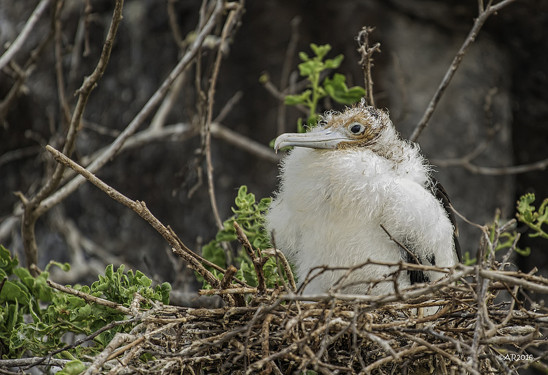 ガラパゴス諸島の画像26