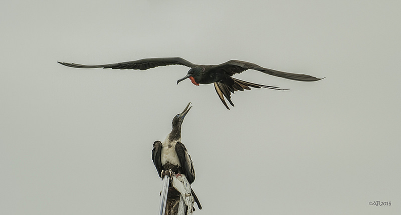 ガラパゴス諸島の画像28