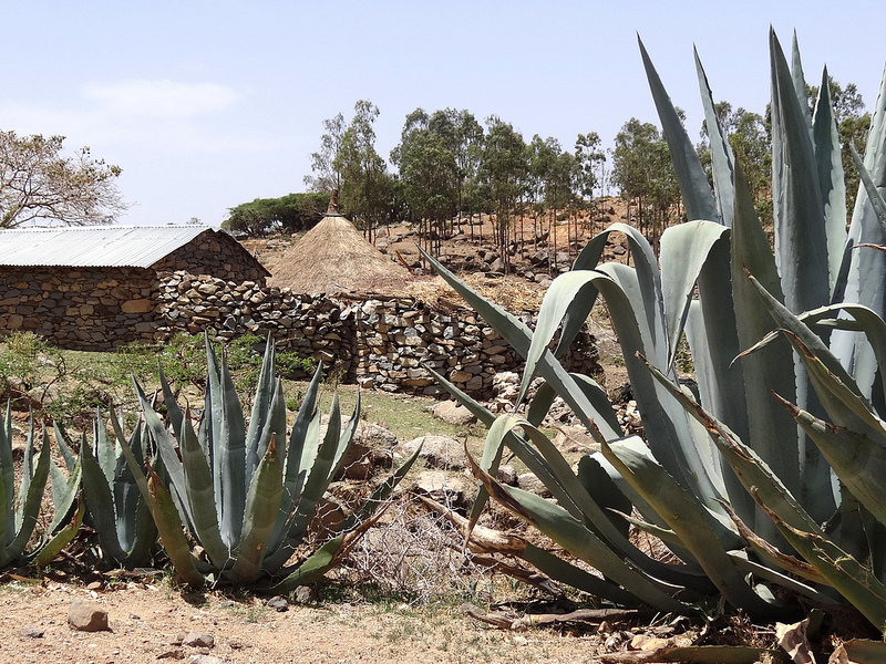 アクスムの画像15