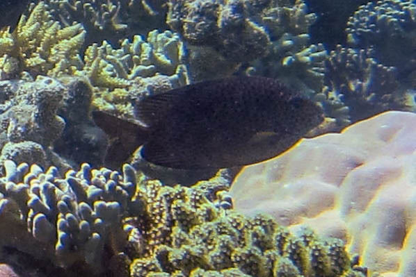 グレート・バリア・リーフの画像21