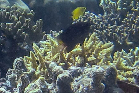 グレート・バリア・リーフの画像22