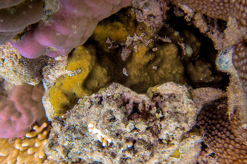 グレート・バリア・リーフの画像26