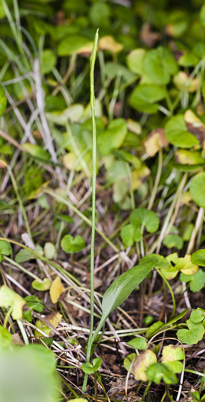 ロード・ハウ諸島の画像3