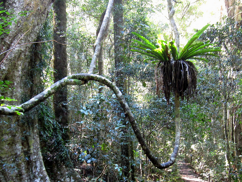 オーストラリアのゴンドワナ雨林の画像1