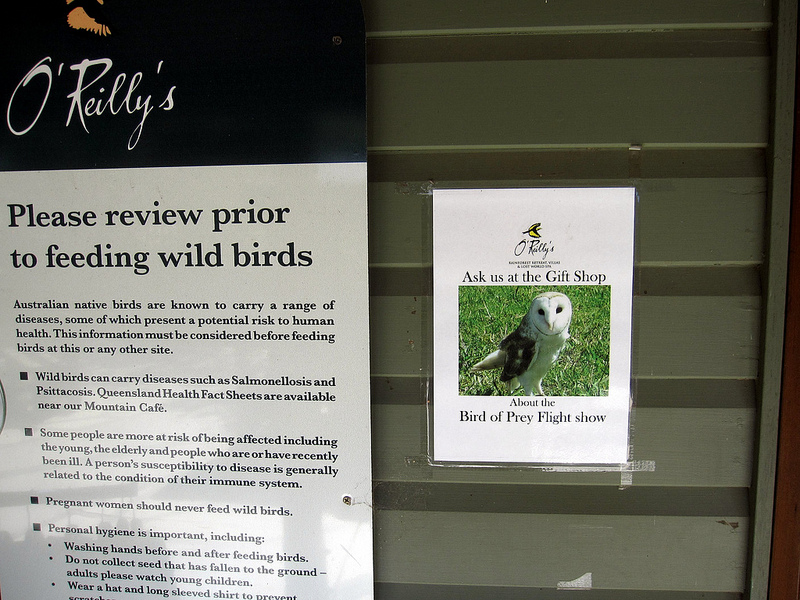 オーストラリアのゴンドワナ雨林の画像3