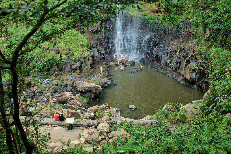 オーストラリアのゴンドワナ雨林の画像4