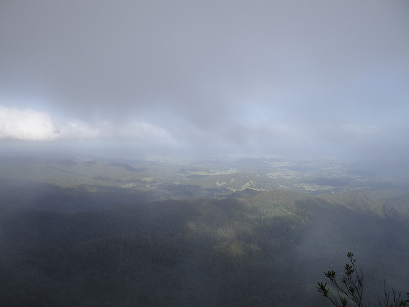 オーストラリアのゴンドワナ雨林の画像7