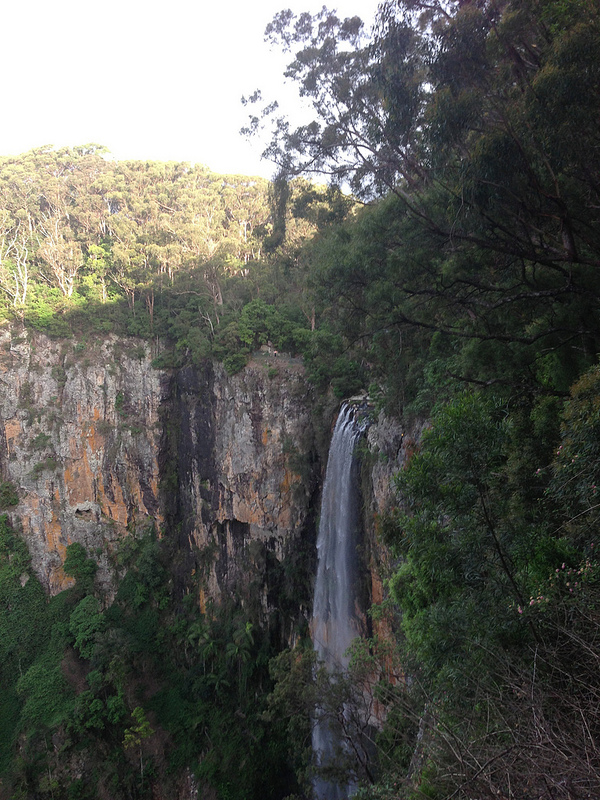 オーストラリアのゴンドワナ雨林の画像9