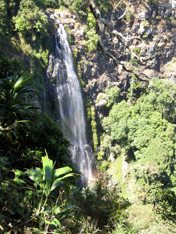 オーストラリアのゴンドワナ雨林の画像11